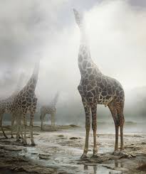 "Untitled #172, 2013" by Simen Johan in the series "Until the Kingdom Comes"